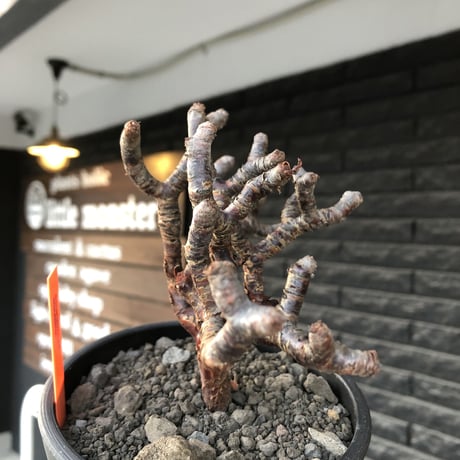 pelargonium  mirabile《大きめM size》※現地球店主国内管理4年株※愛おしく堪らない冬型の人気者‼︎極weight低き良枝振り樹形※mad black pot植え