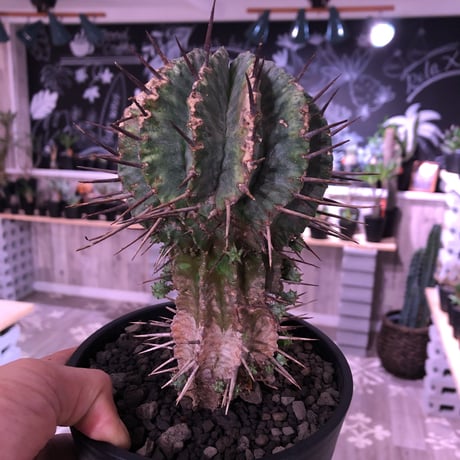 euphorbia    horrida《M size》発根済み株‼︎　from  Europa産‼︎
