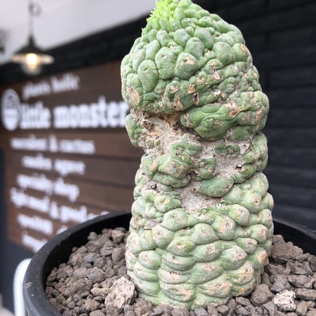 larryleachia cactiformis《 L size》※現地球発根後店主国内管理6年株※驚愕‼︎中々流通なきbigなImpact株‼︎特徴強き人気モノ※mad black pot植え