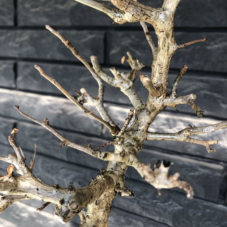 bursera fagaroides《 L L size》極太最高品質※現地球発根済株※店主国内管理6年株※厳つく極太唯一無二感強き渾身の一株※mad blown marble bowl pot植え