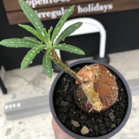 pachypodium succulentum 《M size》※現地球株発根済※サキュレンタムらしからぬ濃いめの肌に整った丸み強き良樹形が堪らない‼︎※mad black pot植え