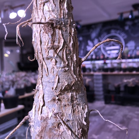 euphorbia    mahabobokensis《L size》驚愕激希少種※マダガスカルのマハボボカ村のみに自生する希少大株※激オススメ株※限定１株