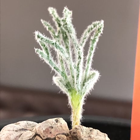 eriospermum dregei《LL size》驚愕‼︎冬型激希少種※現地球発根済株※まず出回らない現地球株‼︎唯一無二ビッグサイズ立体塊根＆極美しい葉※mad black bowl pot植え