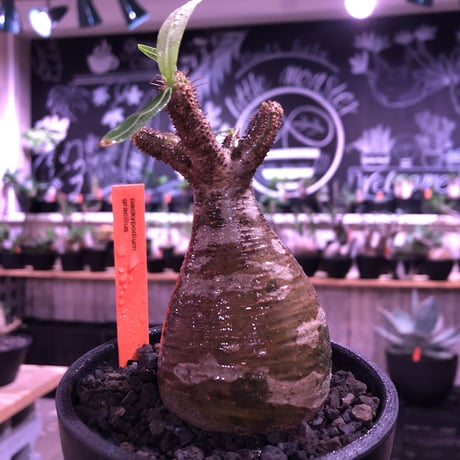 packypodium  gracilius《小さめM size》※現地球発根済株※店主国内管理2年株※短枝weight低くbalance良し‼︎迷彩柄な一株※mad black bowl pot植え