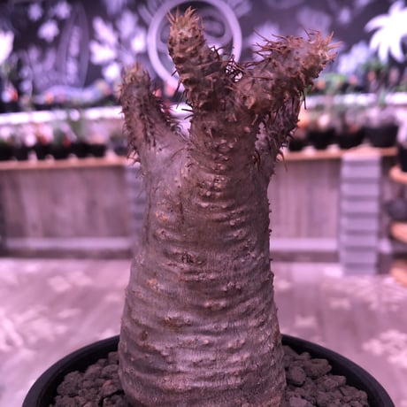 packypodium  gracilius《S  size》※現地球発根済株‼︎※小振りでもbalance良きかわいい樹形‼︎※mad black bowl pot植え