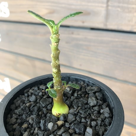 希少‼︎ dorstenia   gigas《大きめS size》littmon  seed🌱（実生株）※今季成長&枝振りに期待できる将来有望人気者ギガス※mad black pot植え