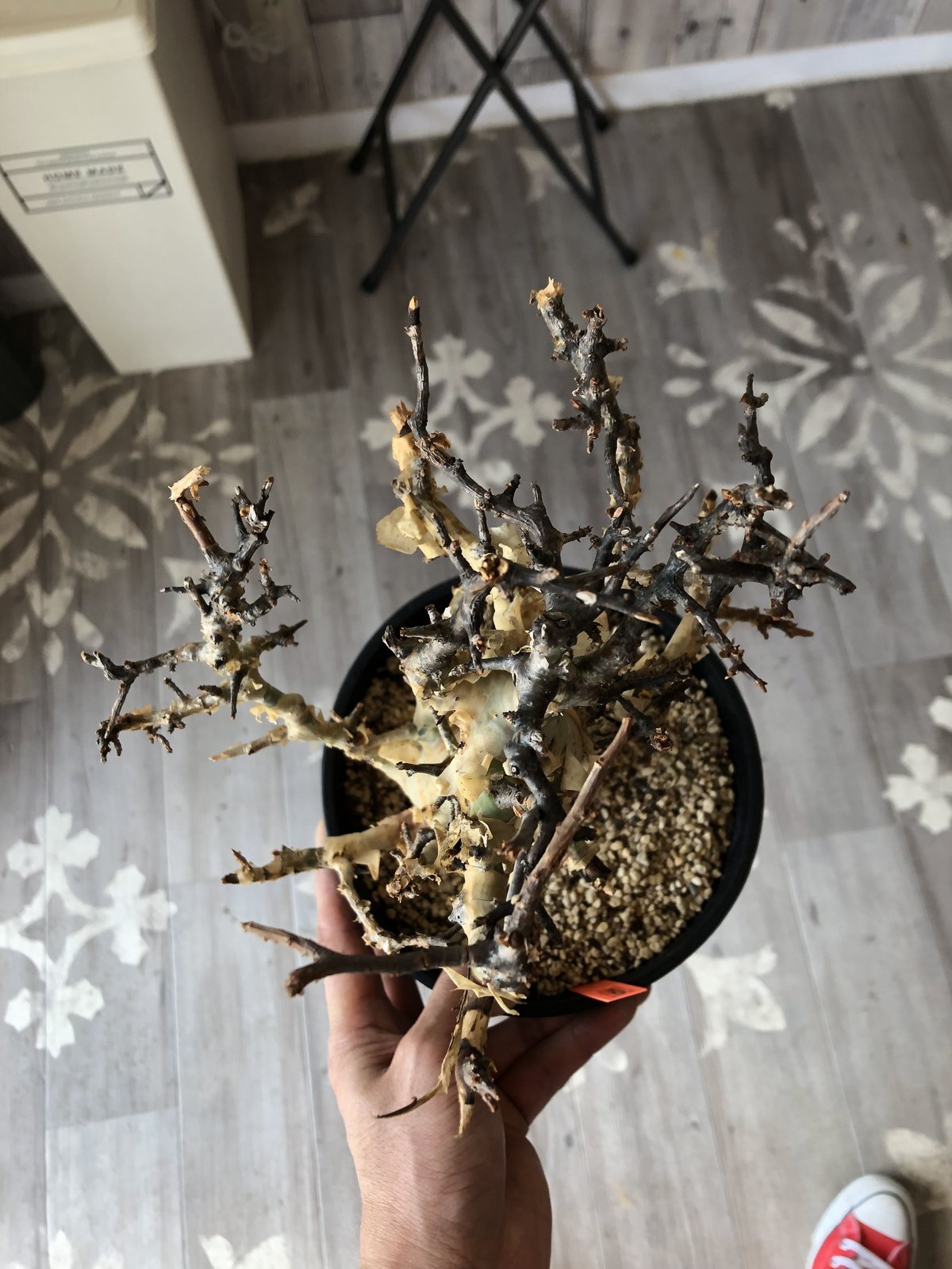 commiphora africana《L size》インスタグラム掲載株‼︎発根済み