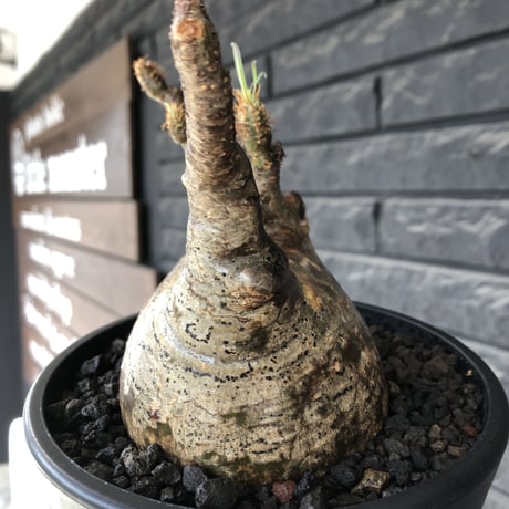 pachypodium gracilius《L size》※現地球発根後店主国内管理5年株※ぼってり良樹形な両A面‼︎選抜グラキ※mad black pot植え
