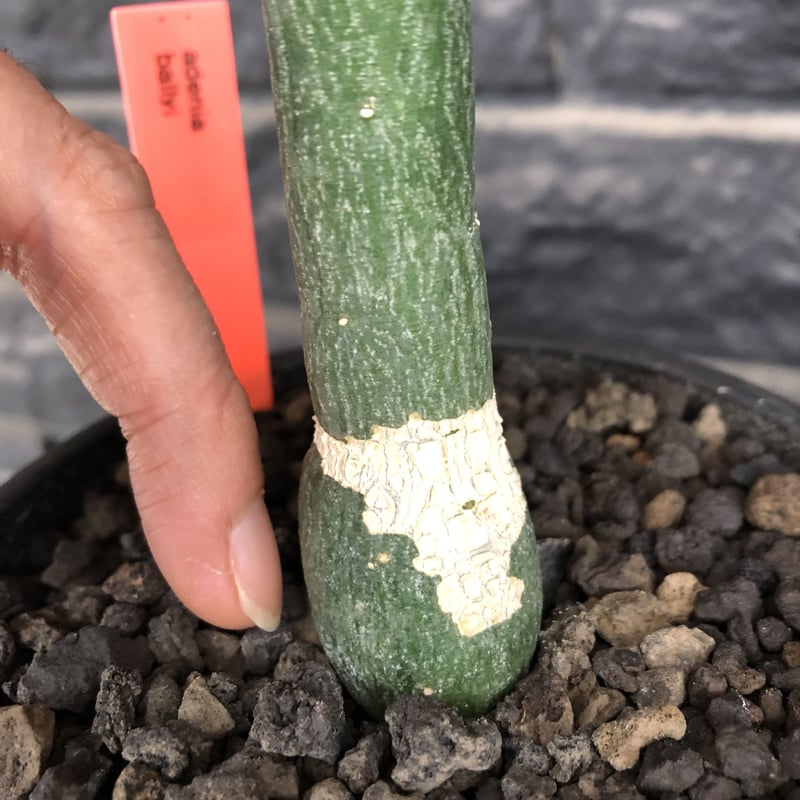 希少】【大特価】アデニア バリー 現地球