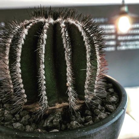 uebelmannia  pectinifera《L size》※店主国内管理18年株※大変bigな360度球体極美株‼︎且つ希少大株‼︎上品な趣高き一株‼︎※mad black bowl pot植え