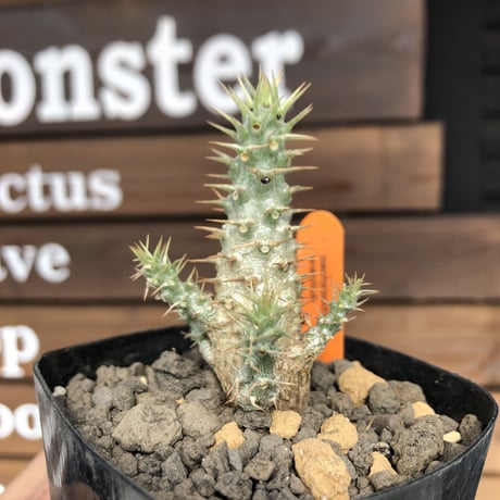 packypodium   gracilius《実生株》