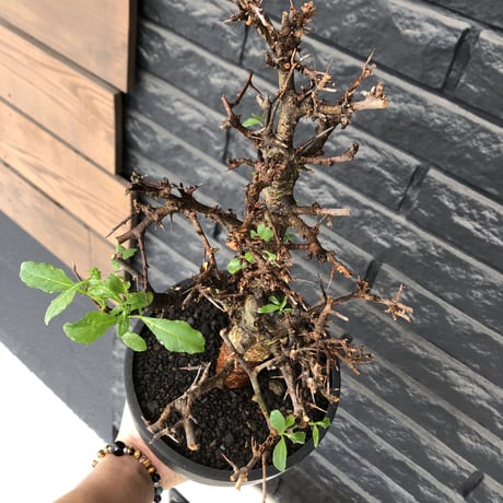 commiphora  eminii《L size》※現地球発根後店主国内管理3年株※渋く大変wildな棘&枝振りが堪らない良樹形な佇まい‼︎※mad black bowl pot植え