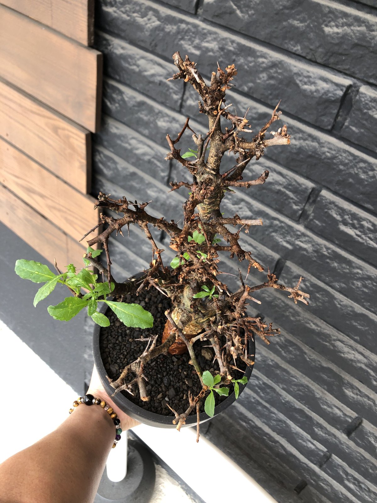 特大　commiphora eminii コミフォラ　エニミー