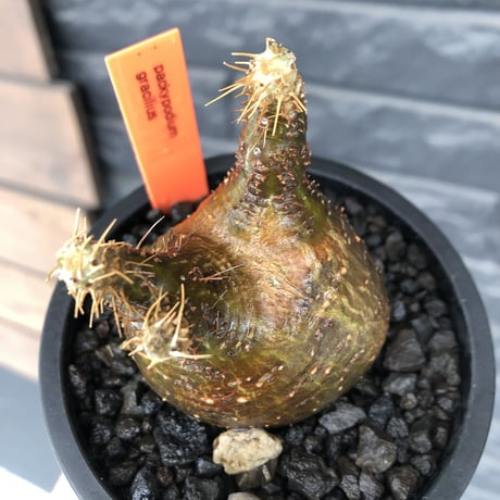 packypodium  gracilius《大きめS size》希少二頭枝※現地球発根済株※店主国内管理2年株※歪感のあるぼってり樹形が逆に堪らなく愛くるしい一株※mad black pot植え