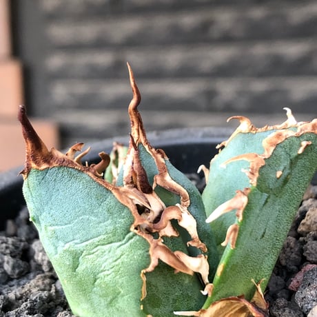 agave titanota  白鯨陽炎type《S size》※現地球株発根済 ④※唸り良き鋸歯に幅広肉厚タイプ※black pot植え