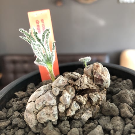 eriospermum dregei《LL size》驚愕‼︎冬型激希少種※現地球発根済株※まず出回らない現地球株‼︎唯一無二ビッグサイズ立体塊根＆極美しい葉※mad black bowl pot植え