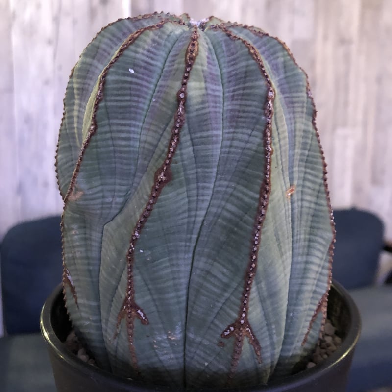 euphorbia obesa《L size》一部木質化した大株オベサ‼︎※限定6 euphorbia obesa《L size》一部木質化した大株オベサ‼︎※限定6