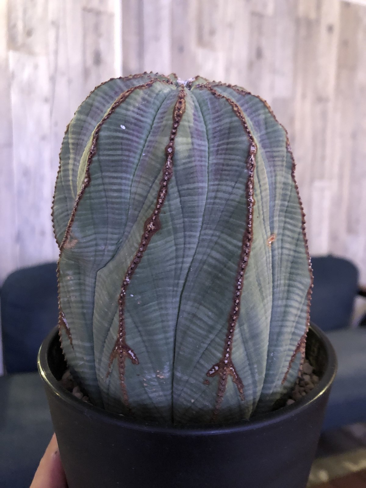 euphorbia obesa《L size》一部木質化した大株オベサ‼︎※限定6