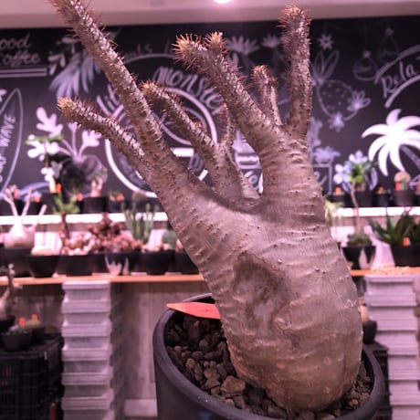 packypodium  gracilius《M  size》※現地球発根済株※枝数多きwild株ながら枝振りbalance良きオーソドックス樹形※mad black pot植え