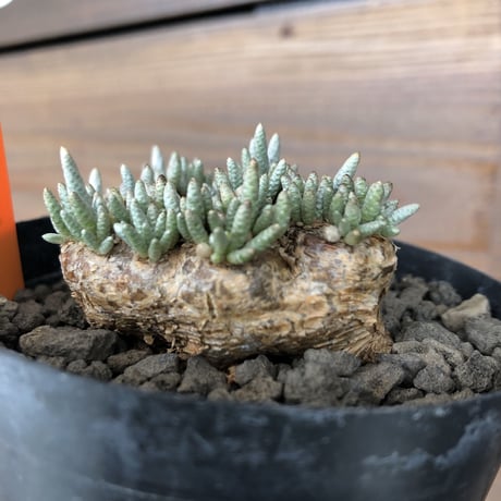 avonia   alstoni 《M size》 mad black  bowl pot植え