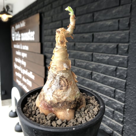 cyphostemma currori《大きめM size》希少種※現地球発根後店主国内管理4年株※ひび割れた立体ボコボコ表皮&ぼってり樹形が堪らない一株※mad black pot植え