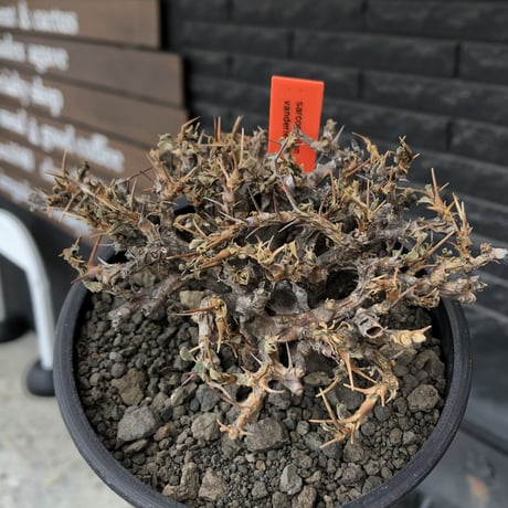 sarcocaulon  vanderietiae《大きめM size》※現地球発根後店主国内管理3年株※希少春秋型種‼︎weight低く枝間密な纏まり良き一株※mad black pot植え