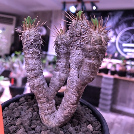 euphorbia  guillauminiana《S size》※現地球発根済株※小振りでも現地球株らしい表皮質のwildさ＆美しさの二面性持つ一株※mad black bowl pot植え