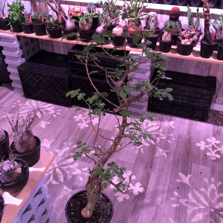 bursera  fagaroides《L  size》※現地球発根済※店主管理5年株※成熟しメクれ上がった表皮＆大変ぷっくりぼってり株元な作り込んだ一株※mad black pot植え