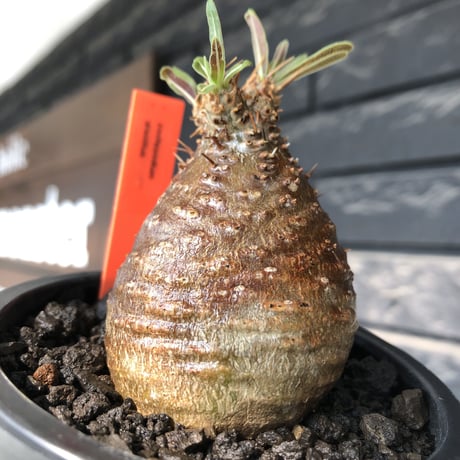 pachypodium gracilius《大きめS size》※希少赤肌&green肌＆球体株※現地球発根後店主国内管理2年株※短枝ツートンカラーが堪らない※mad black pot植え