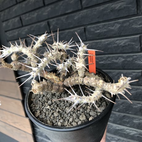 sarcocaulon crassicaule《大きめL size》※現地球発根済株※店主国内管理4年株※ヤバい枝振り鋭く赤味ある強刺に縮れ葉＆白花なwild株※mad black pot植え