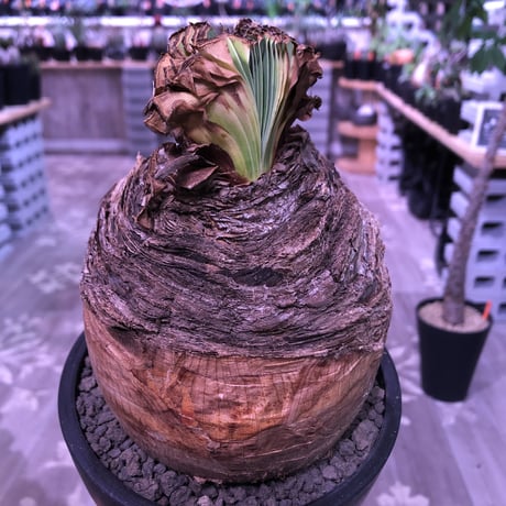 boophane   disticha  《 L size》※驚愕‼︎big過ぎる球体株‼︎※mad black bowl pot植え