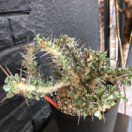 sarcocaulon   crassicaule《L  size》かなり強刺なwild美株‼︎  ※Instagram post株