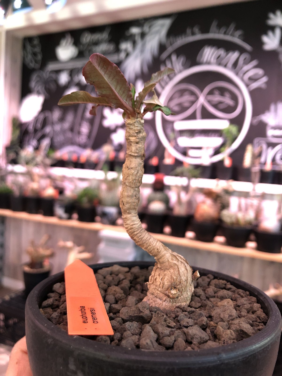 euphorbia cremersii《M size》※ぽっこり塊根&葉の表と裏がcolor違