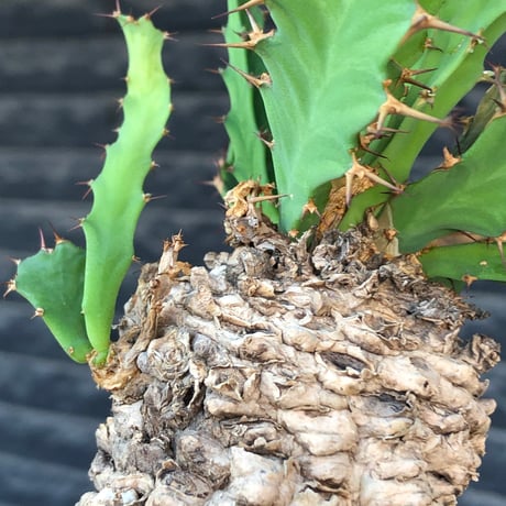 euphorbia clavigera 《M size》※現地球株発根済※ワイルドすぎる勲章（傷跡）を持ち樹形バランスも抜群な良き出立ちな一株※black pot植え