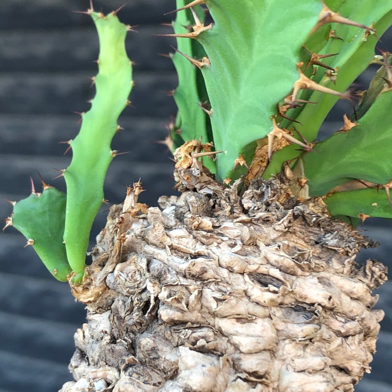 euphorbia clavigera 《M size》※現地球株発根済※ワイルドすぎる