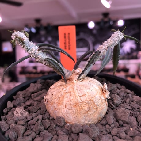 euphorbia  waringiae《 M size》※現地球発根済株※店主国内管理3年株※希少‼︎オレンジ色の球体樹形なかわいい奴※mad black bowl pot植え