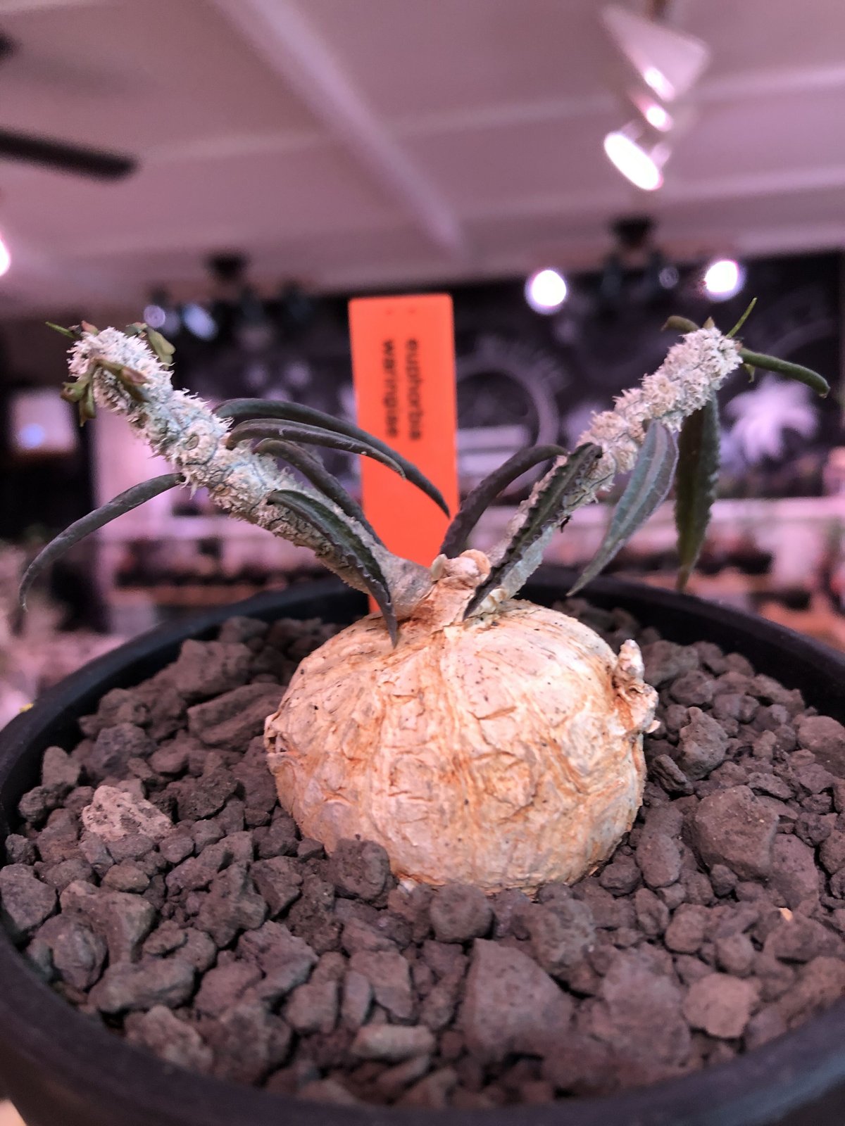 現地球 発根済 多頭ユーフォルビアスパンリンギー ユーフォルビア スパンリンギー Euphorbia spannringii 株元が