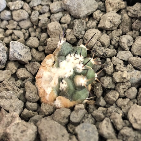 copiapoa   cinerea  黒王丸《S size》※現地球株カキ仔自根株※現地球のDNAを引き継いだカキ仔株‼︎※mad black pot植え