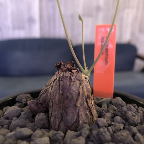pelargonium    lobatum《S〜M size》※なんとも愛くるしい株に冬型らしい葉  ※限定3株‼︎　※mad black pot植え