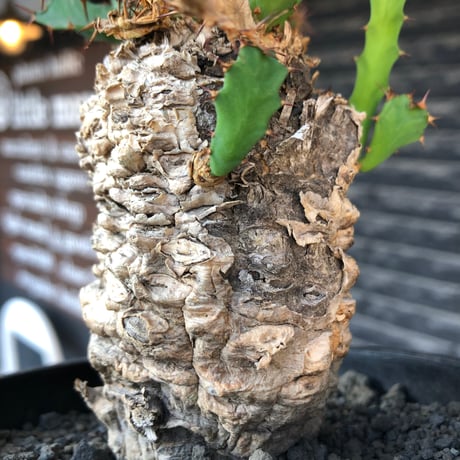 euphorbia clavigera 《M size》※現地球株発根済※ワイルドすぎる勲章（傷跡）を持ち樹形バランスも抜群な良き出立ちな一株※black pot植え
