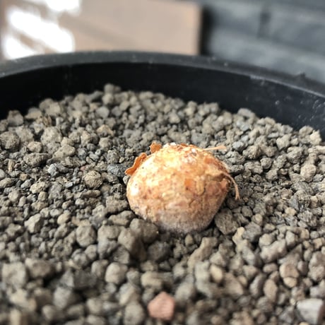 othonna  cacalioides《S size》激希少‼︎現地球株※発根後店主国内管理2年株※実生株の流通の中、小振りでも大変レアものな一株※mad black pot植え