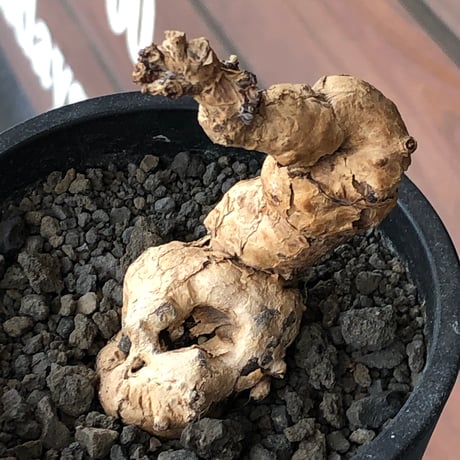 pelargonium  nova《L size》※現地球株発根済※丁度年月かけ脱皮後のためツルツル表皮も愛らしい大株※black pot植え