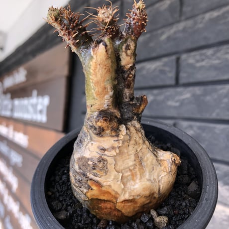 pachypodium gracilius《大きめS size》極‼︎現地焼け肌※現地球発根後店主国内管理3年株※激しすぎる荒々しい現地焼け肌がとびきり魅力※mad black pot植え