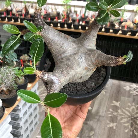 pachypodium enigmaticum《L size》※現地球株発根済※ワイルドな極太枝を持ち良樹形バランスの美しい一株‼︎（white肌）※black bowl pot植え