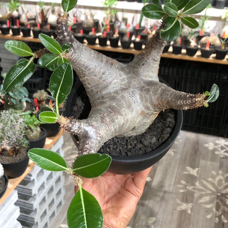 pachypodium enigmaticum《L size》※現地球株発根済※ワイルドな極太