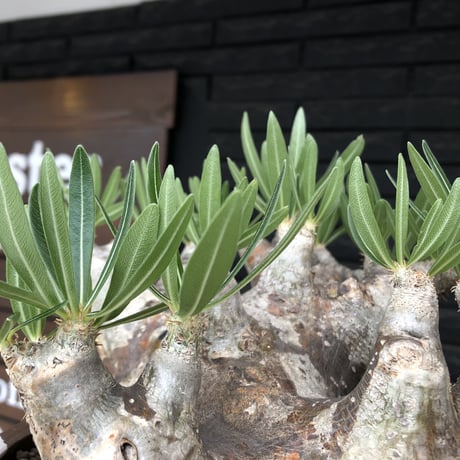 pachypodium brevicalyx 《XL size》※現地球株発根済※bigサイズ‼︎低重心半端なき枝振りも堪らない※brown marble bowl pot植え