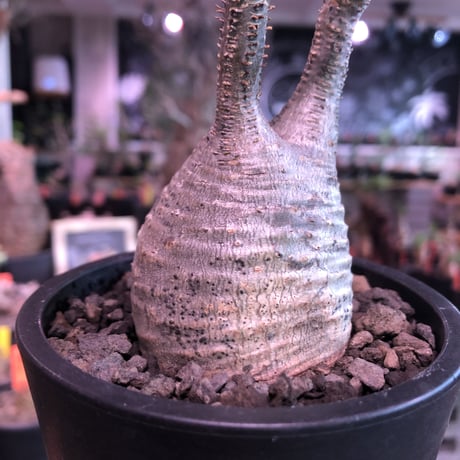 pachypodium  gracilius《S size》希少ニ頭枝美株※現地球発根済株※店主国内管理2年株※小振りでかわいい綺麗肌グラキ‼︎希少ニ頭枝選抜株※mad black pot植え