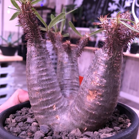 packypodium  gracilius（S size）希少‼︎三分頭株🌵🌵🌵※現地球発根済株※小振りSサイズでコンパクトな珍しい三つ子グラキ‼︎※mad black pot植え