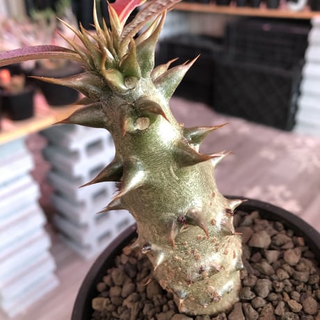 pachypodium  baronii《大きめM size》※激希少‼︎現地球発根済株※現地らしい荒いstuds棘に肌質‼︎weight低めな良樹形株※mad black pot植え