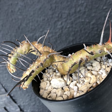 sarcocaulon   herrei《S size》